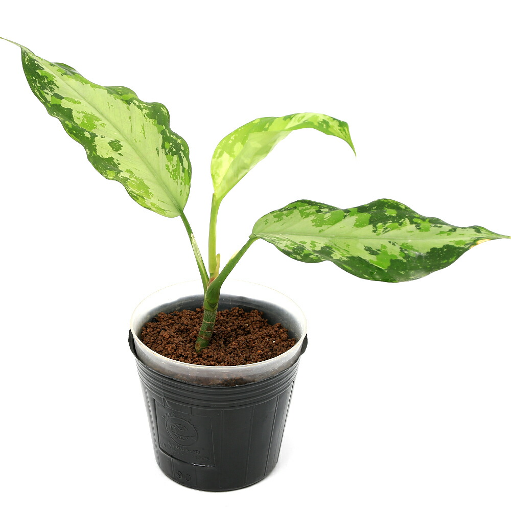 楽天市場】（テラリウム）アグラオネマ ピクタム 実生株 南スマトラ産