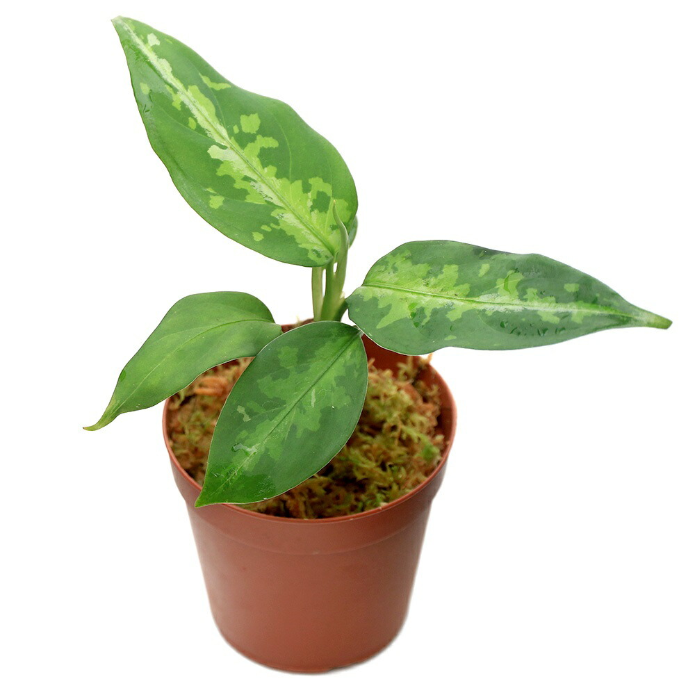 実生株 】 アグラオネマ ピクタム KY01-01 アンダマン 実生株