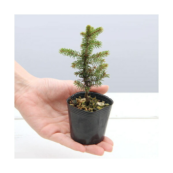 楽天市場】（山野草）盆栽 マツ（松）ミカワクロマツ（三河黒松） 苗
