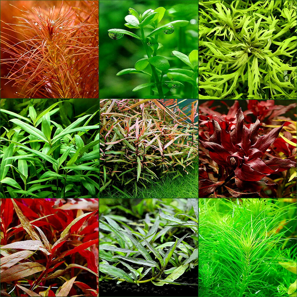 水草 おまかせ水草ミニポット ポットセット 水上葉 無農薬 Educaps Com Br