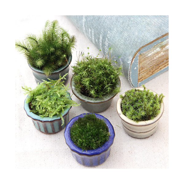 Kinh nghiệm sử dụng rêu (moss) đối với cây cảnh Bonsai
