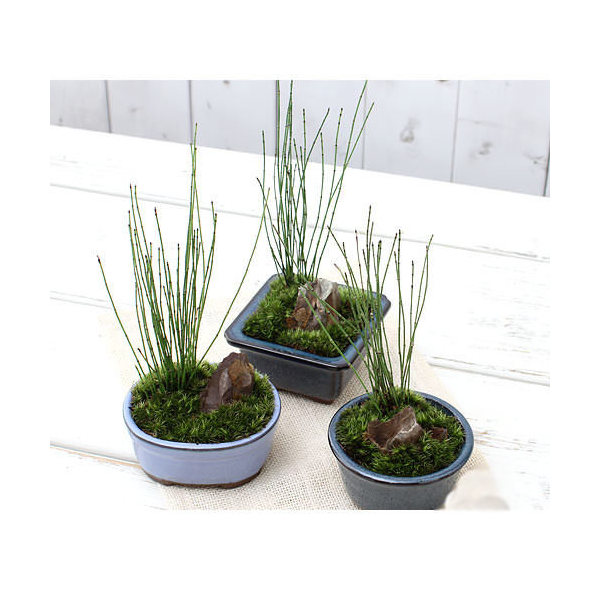 楽天市場】（山野草）盆栽 和盆栽 ミニ樹木苗 鉢おまかせ（1鉢