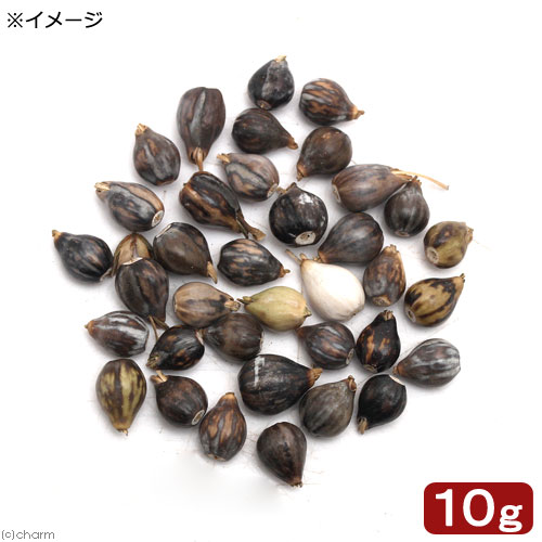 楽天市場 ビオトープ 水辺植物 ジュズダマの苗 ３号 １ポット 湿性植物 休眠株 Charm 楽天市場店