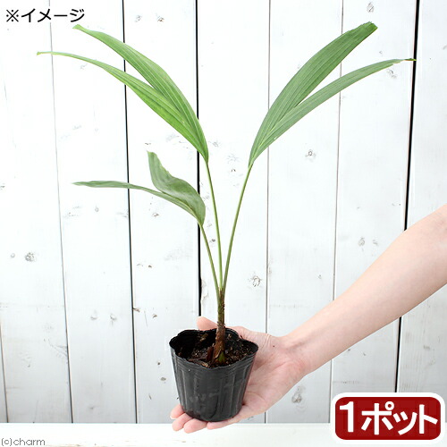 tora0888旅人の木A級品４節 楽天市場】（観葉植物）タビビトノキ 旅人の木 オオギバショウ