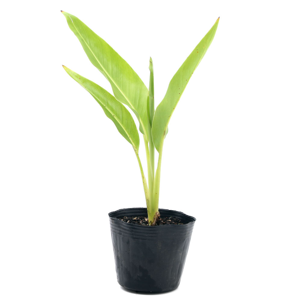 観葉植物 オオギバショウの苗 号 ポット Educaps Com Br