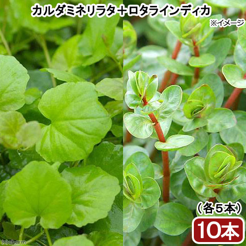 楽天市場 水草 ビギナー向け水草 ２種セット カルダミネリラタ ロタラインディカ 水上葉 各５本 Charm 楽天市場店