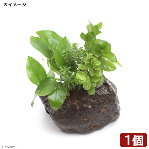水草 ｐｌａｎｔｓ ａｒｒａｎｇｅｍｅｎｔ ザ ボンサイ ｖｅｒ アヌビアス ナナゴールデン 水上葉 １個 高質で安価