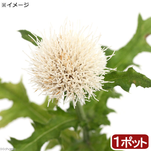 楽天市場 山野草 白花ノアザミ 白花野薊 ３号 １ポット Charm 楽天市場店