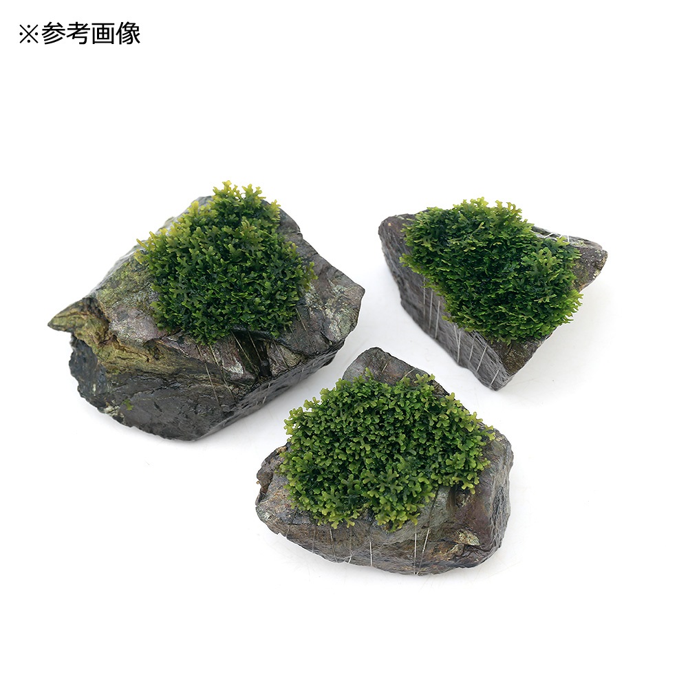 楽天市場 水草 育成済 プレミアムグリーンモス 溶岩石 ５ ８ｃｍ 無農薬 １個 Charm 楽天市場店