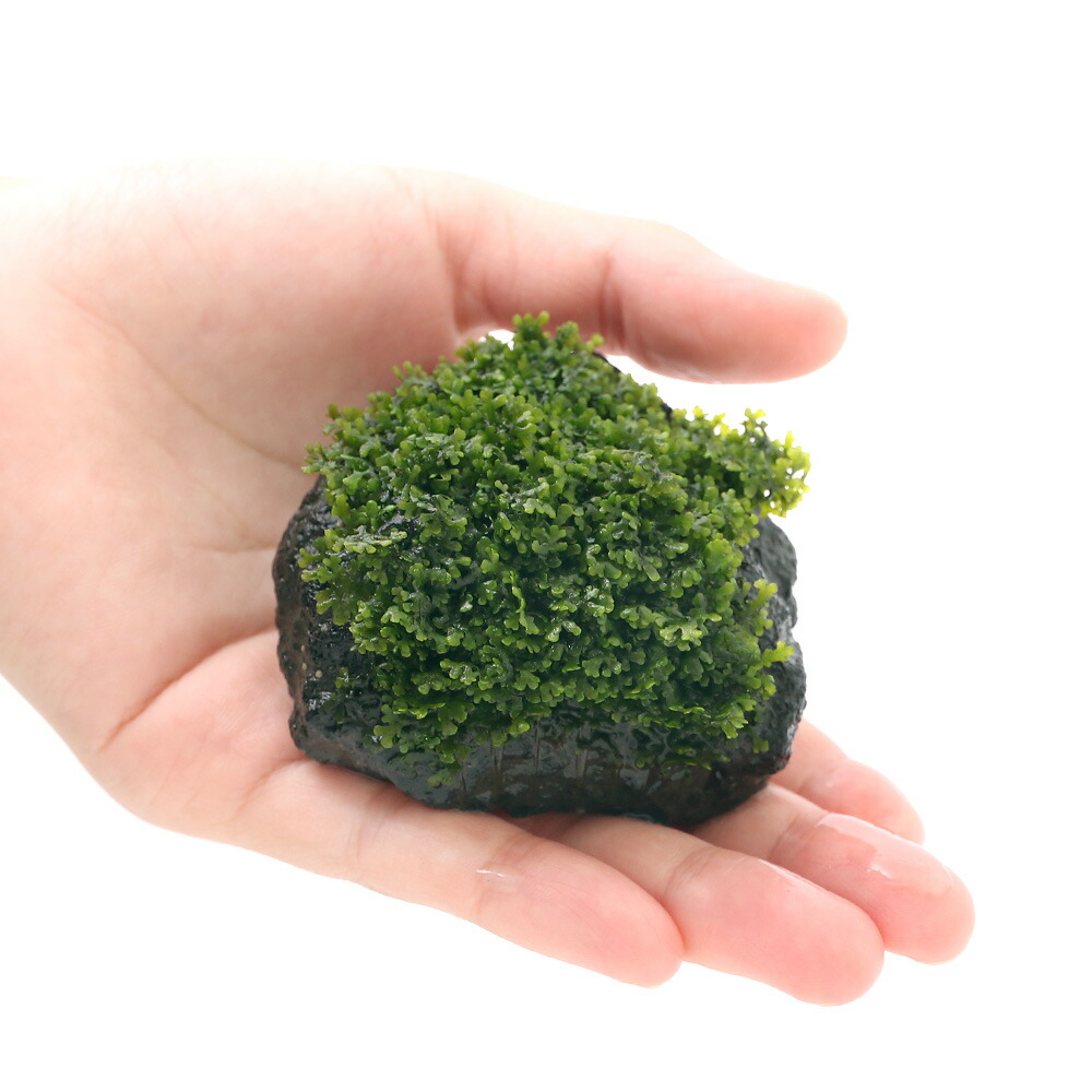 楽天市場 水草 育成済 プレミアムグリーンモス 溶岩石 ５ ８ｃｍ 無農薬 ３個 沖縄別途送料 Charm 楽天市場店
