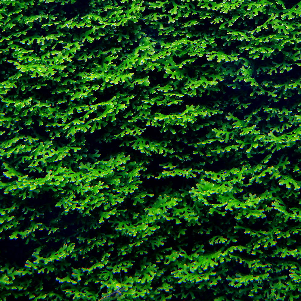 かわはら水草 こんばんは！ 30×30×30cmのレイアウト水槽の水草も良い感じに