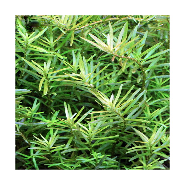 楽天市場 水草 ロタラ インディカ カリカット 無農薬 5本 Charm 楽天市場店 楽天市場 水草 ロタラ インディカ カリカット 無農薬 5本 Charm 楽天市場店