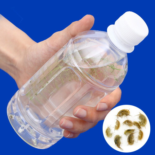 楽天市場 生餌 淡水ヨコエビミックス １０匹 Charm 楽天市場店