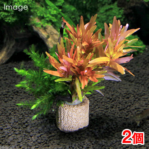 （水草）ライフマルチ（茶）モス付き赤系有茎草　クリスマスカラー（水中葉）（２個）