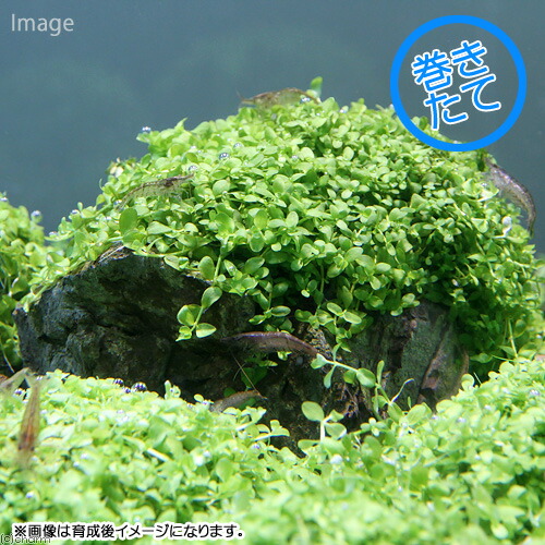 楽天市場 水草 巻きたて ニューラージパールグラス付き 風山石 ｍサイズ 無農薬 １個 Charm 楽天市場店