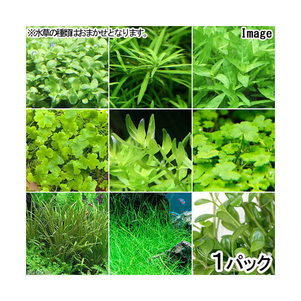 市場 水草 おまかせ前景草 ５種セット