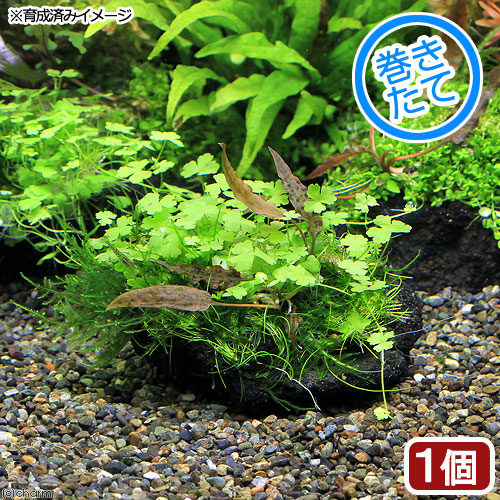 流木付き　ミクロソリウム・プテロプス・ソードリーフ Amazon.co.jp: （水草）ミクロソリウム プテロプス ソードリーフ