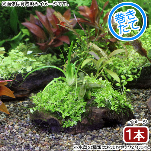水草育成 cocoyan MeGreen 水草を育てる土 2kg: 100｜業務用トリミング用品通販