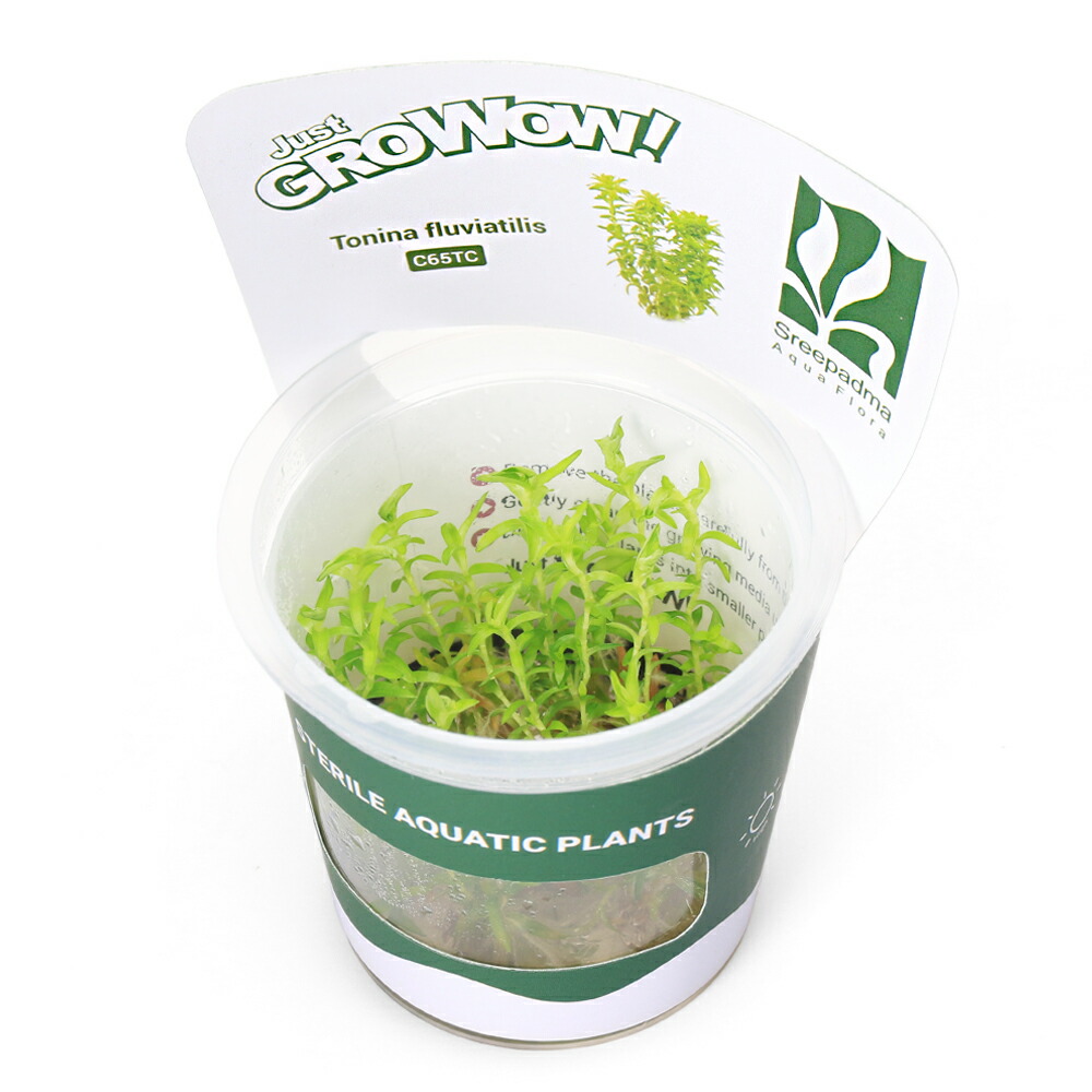 楽天市場】（水草）組織培養GROWOW！ ブセファランドラsp