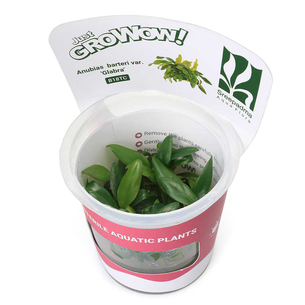 楽天市場】（水草）組織培養1−2−GROW！ ブセファランドラsp