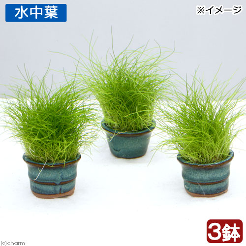 楽天市場 水草 豆鉢入り ヘアーグラス ショート 水中葉 無農薬 ３鉢 Charm 楽天市場店