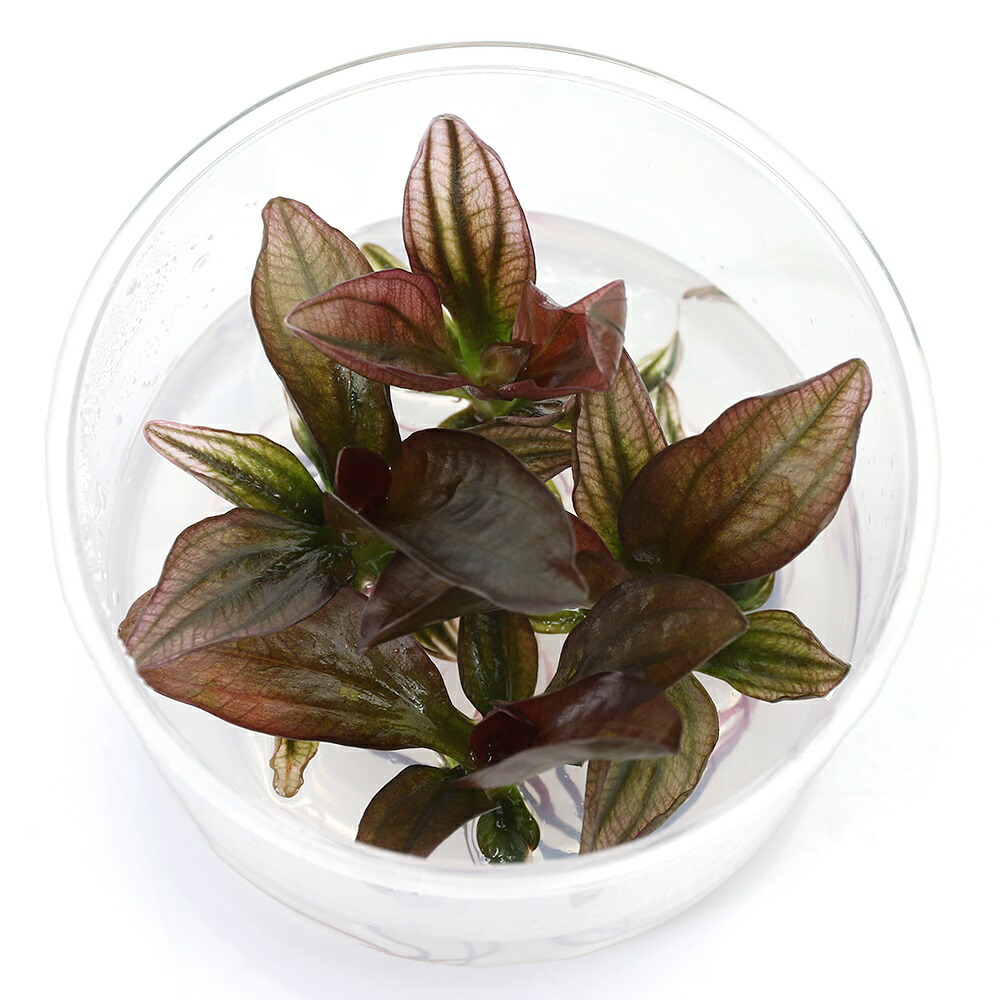 楽天市場】（水草）エキノドルス レッドフレーム（水中葉）（無農薬