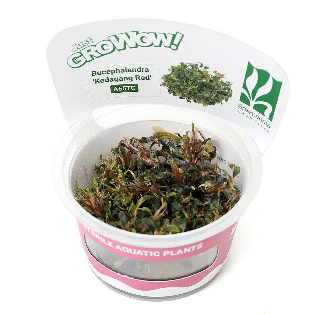 65 ブセファンドラ pygmaea var marble6株まとめ袋 65 ブセファンドラ pygmaea var marble6株まとめ袋 みーみー