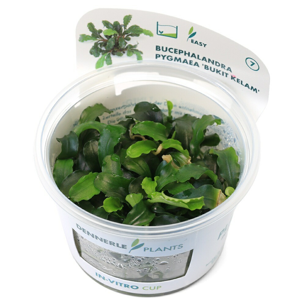 楽天市場】（水草）ブセファランドラsp．クダガン（無農薬）（水中葉