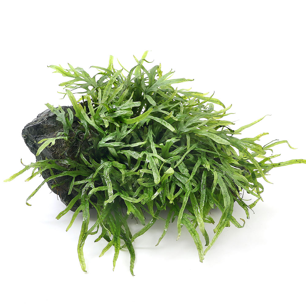 水草 一点物 トライデント付流木 個 沖縄別途送料 Bouncesociety Com