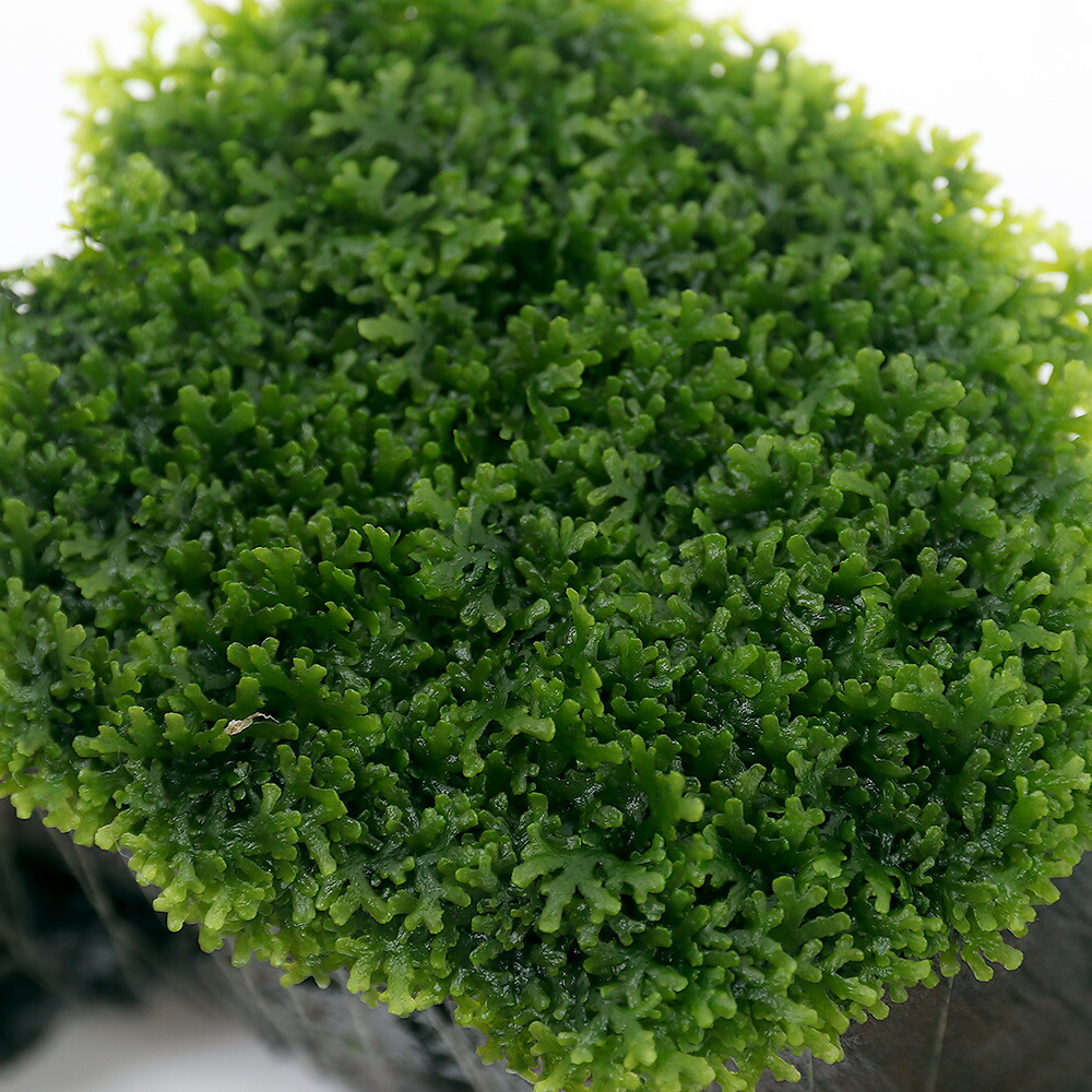 水草 一点物 プレミアムグリーンモス 切り株流木 無農薬 個 Fitolab Com Br