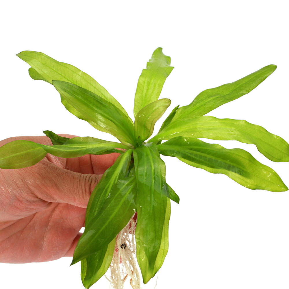 楽天市場】（水草）エキノドルス ホレマニーレッド（水上葉）（アクア