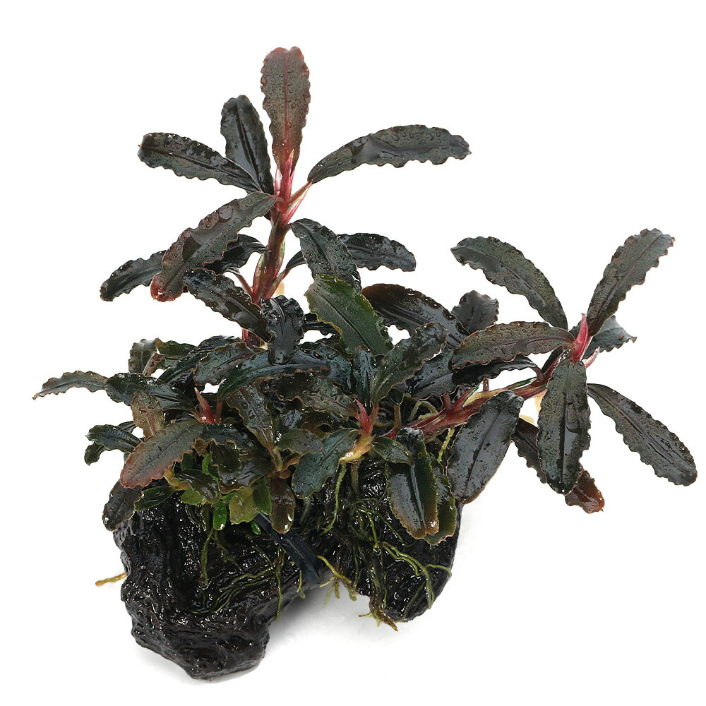 楽天市場】（水草）組織培養GROWOW！ ブセファランドラsp