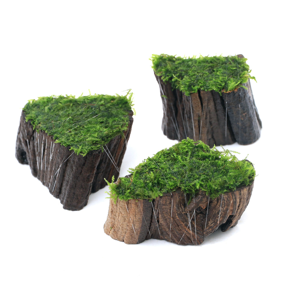 楽天市場】（水草）巻きたて ウィローモスsp．ナロー 切り株流木