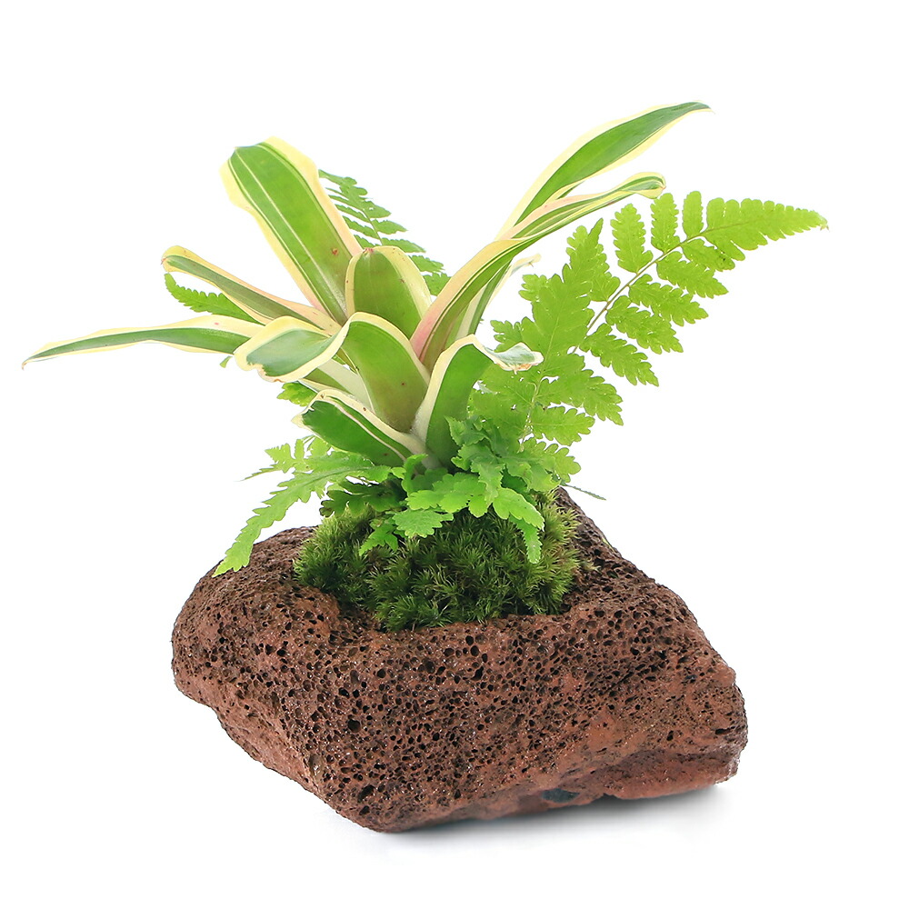 楽天市場】（観葉植物）バージンコルクプランツ ブロメリア