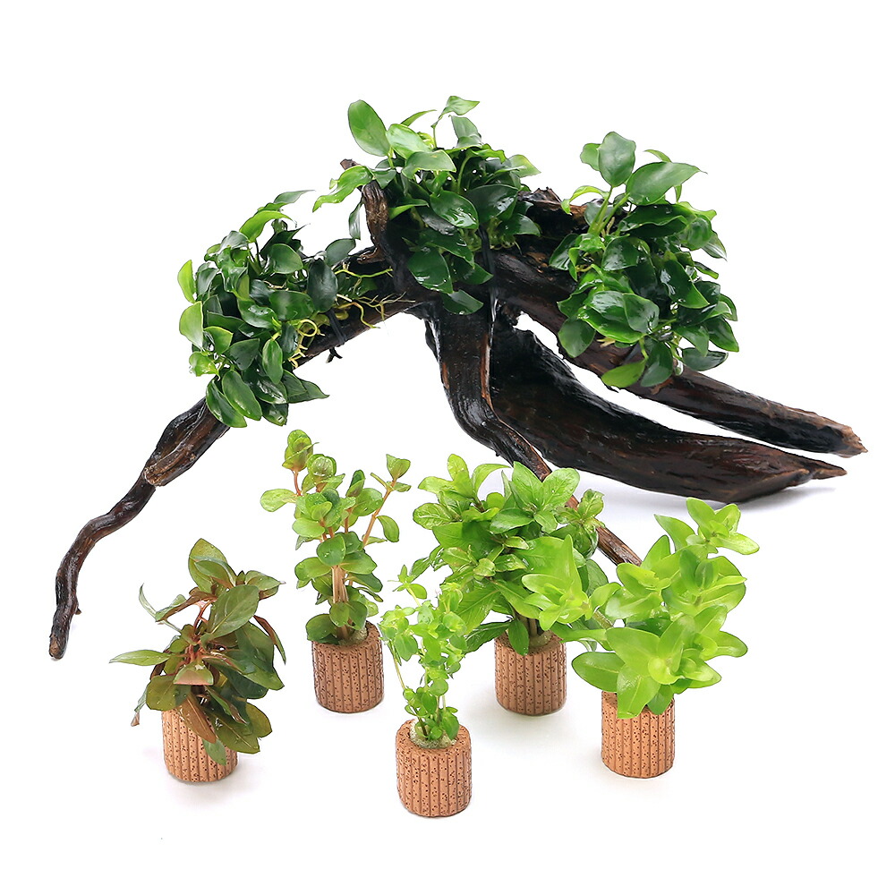 楽天市場】（水草）置くだけ簡単 レイアウト流木 アヌビアス2種付（1