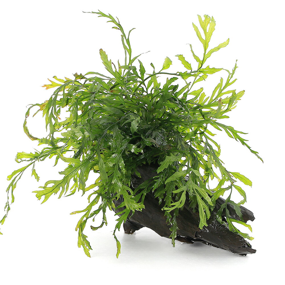 楽天市場】（水草）巻きたて ボルビティス ヒュディロティ＆おまかせ