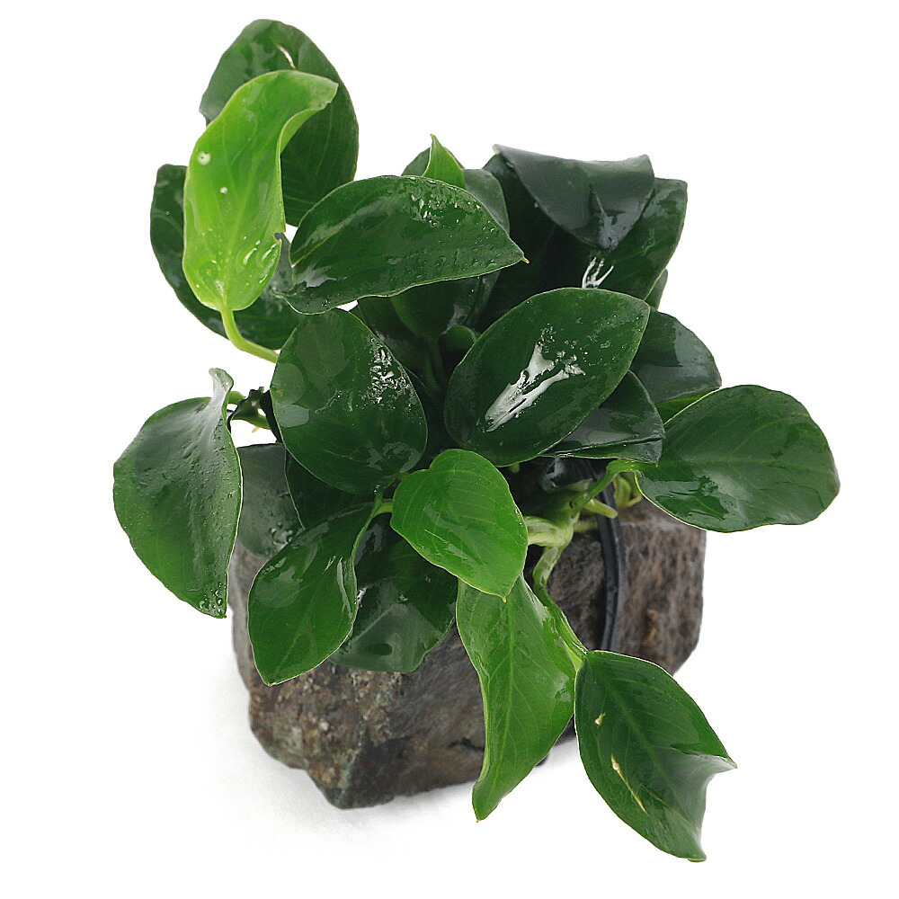 楽天市場】（水草）アヌビアスナナ プチ 穴あき溶岩石（水上葉）（1個