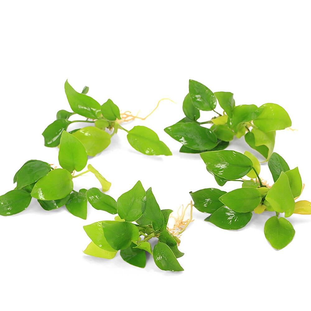 楽天市場】（水草）☆株売り☆ アヌビアスナナ プチ（水上葉）（3株