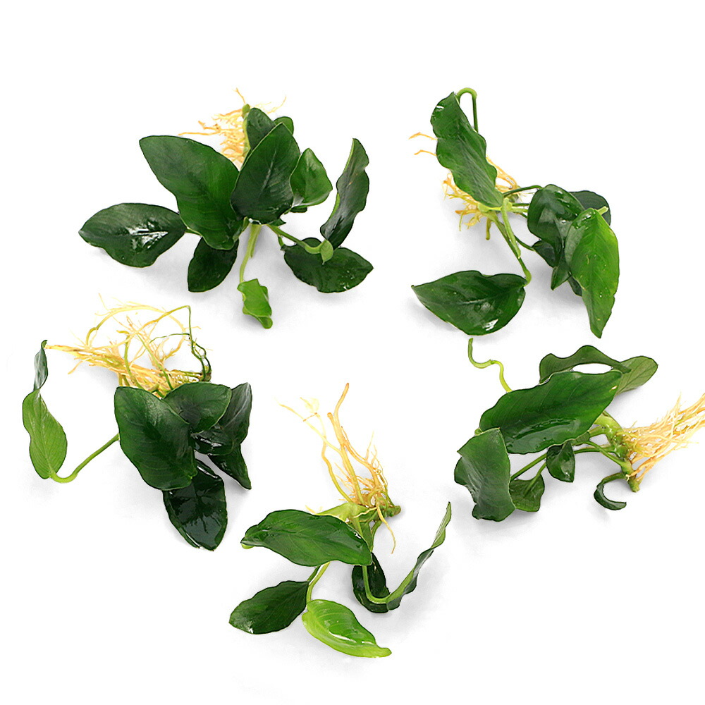 楽天市場】（水草）☆株売り☆ アヌビアスナナ プチ （水上葉）（5株