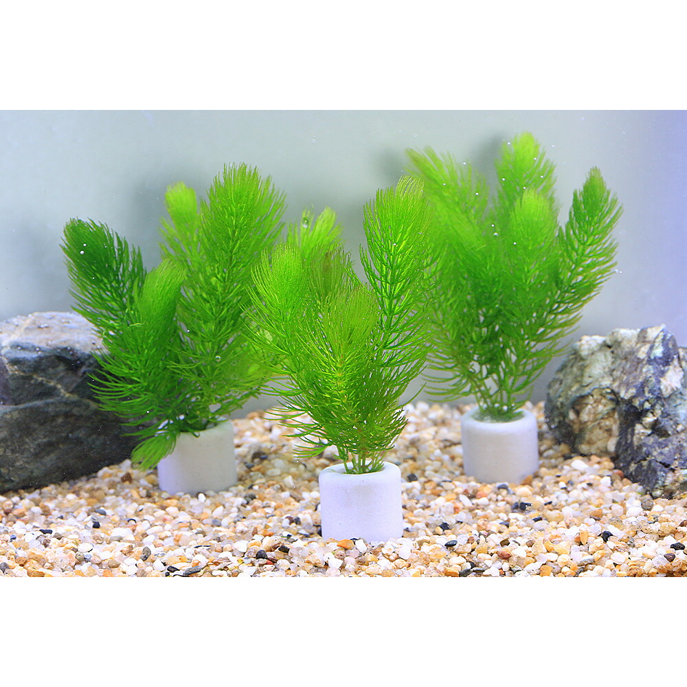 『マツモ ( 金魚藻 ) 』 1000g 1000MTM002 楽天市場】【レビュー投稿で倍量発送！】マツモ 約10cm 10本 無