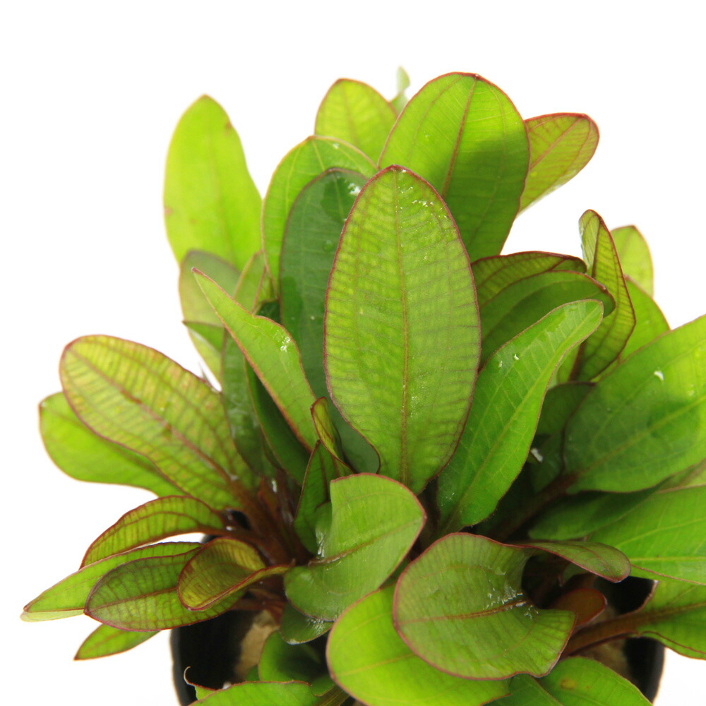 楽天市場】（水草）エキノドルス ビッグベアー 東南便（水上葉）（1