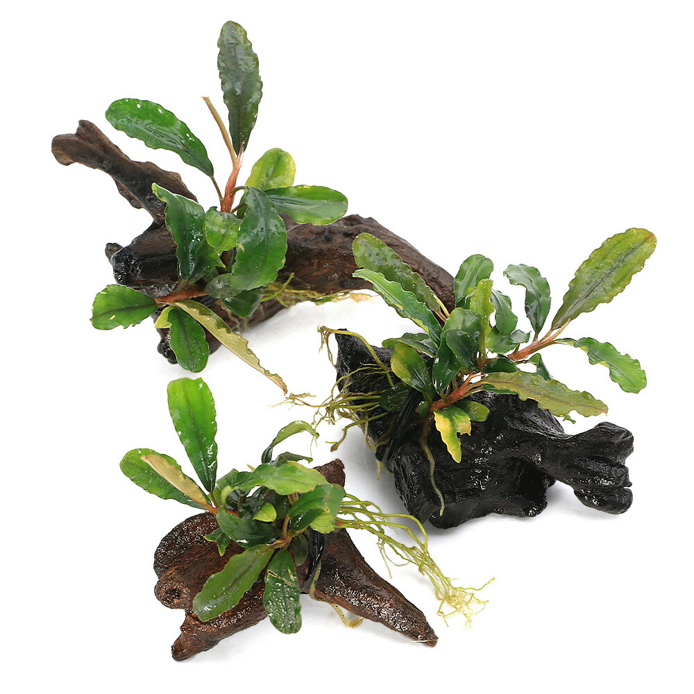 楽天市場】（水草）☆活着済☆ ブセファランドラsp．レインボー