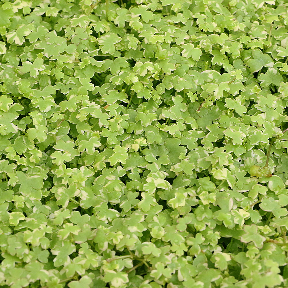 今日このごろ執り行なう中・書き著す中の社会的運動・引き換え証案内書