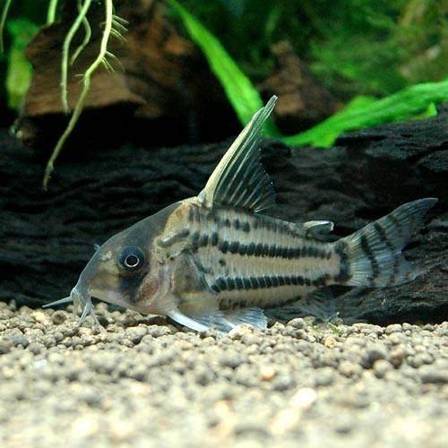 こりどらす コリドラス・ベネズエラオレンジ<熱帯魚解説> | AQUALASSIC
