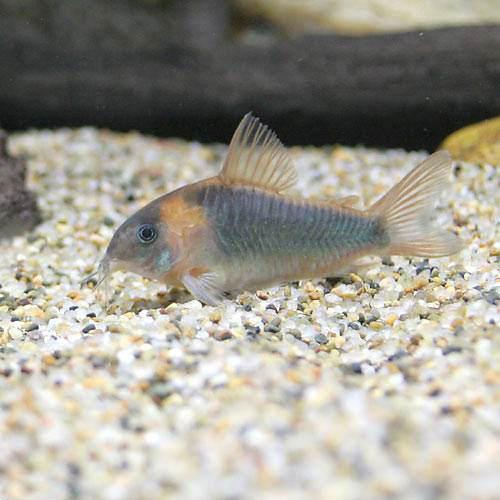 楽天市場】（熱帯魚）コリドラス・スーパーパラレルス（ワイルド）（1