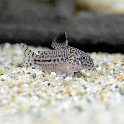 楽天市場 熱帯魚 コリドラス パンク ワイルド １匹 北海道 九州航空便要保温 Charm 楽天市場店