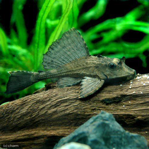 （熱帯魚）サタン・プレコ（ワイルド）（１匹）　北海道・九州航空便要保温