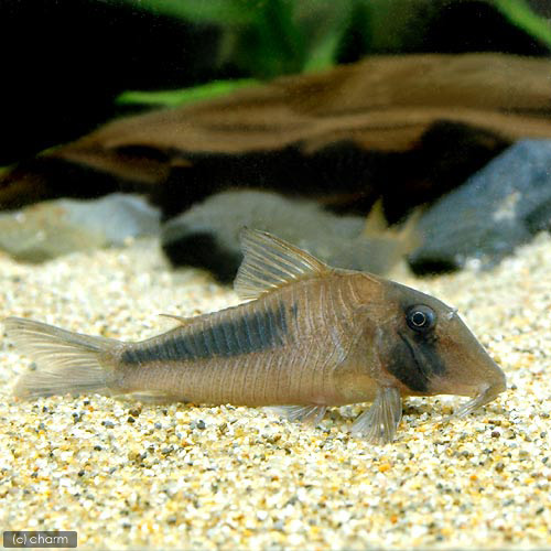 （熱帯魚）コリドラス・アマパエンシス（ワイルド）（１匹）　北海道航空便要保温　沖縄別途送料｜charm 店