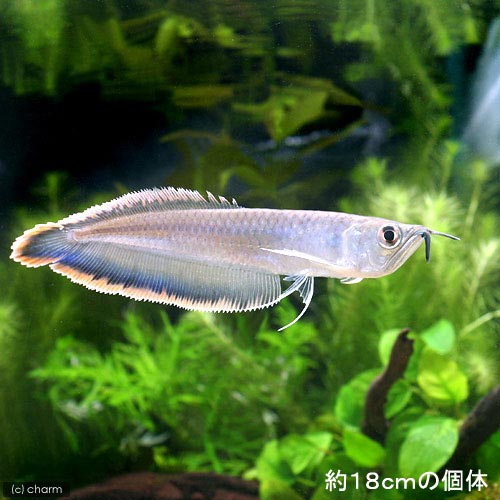 楽天市場 熱帯魚 ブラックアロワナ ｓサイズ １匹 北海道 九州航空便要保温 沖縄別途送料 Charm 楽天市場店