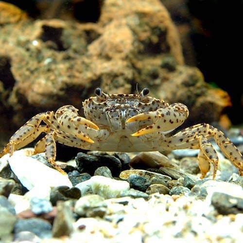 【即日発送】　マーリン　マダム・ミム　セット　キツネ　ウサギ　カニ　ヘビ　ヤギ 楽天市場】（海水魚）カニ ベニシオマネキ メス（1匹） : charm